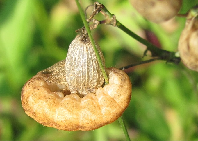 Bruco da ID (2) - Hadena sp., Noctuidae